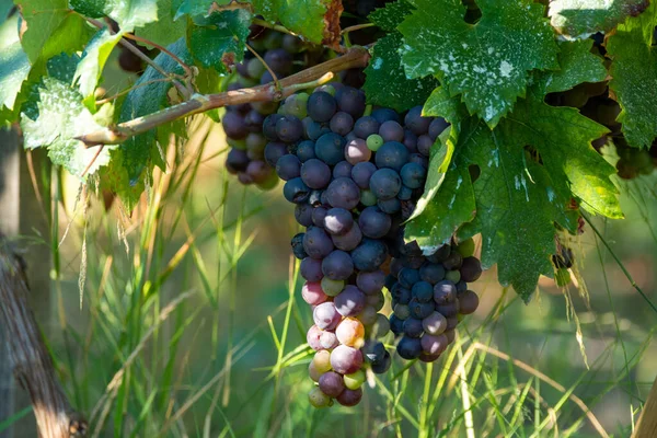 Vinařství Bio Červené Víno Vinice Provence Jižní Francie Při Západu — Stock fotografie