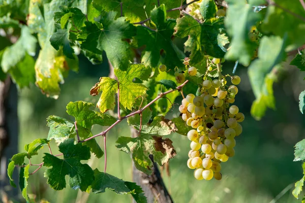 Bioweingut Weißweinberg Der Provence Südfrankreich Bei Sonnenuntergang — Stockfoto