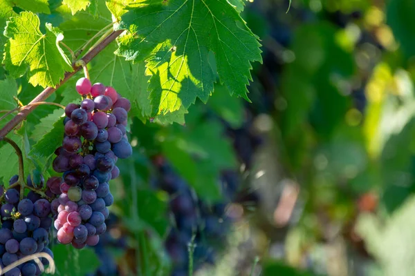 Vinařství Bio Červené Víno Vinice Provence Jižní Francie Při Západu — Stock fotografie