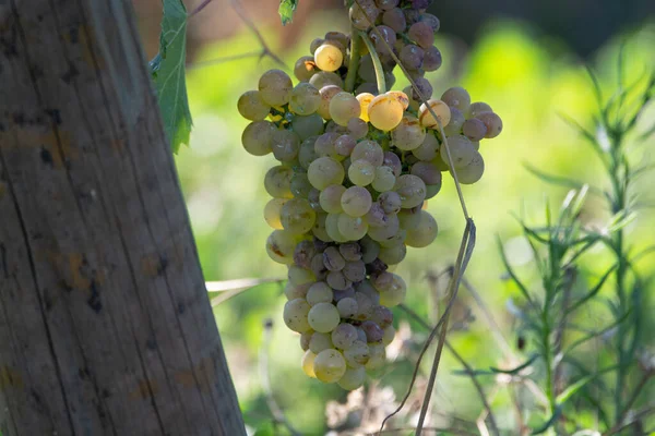 Bio Wijnmakerij Witte Wijn Wijngaard Provence Zuid Frankrijk Bij Zonsondergang — Stockfoto