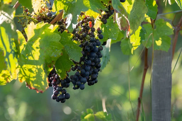 Adega Bio Vinhedo Uva Vinho Tinto Provence Sul França Pôr — Fotografia de Stock