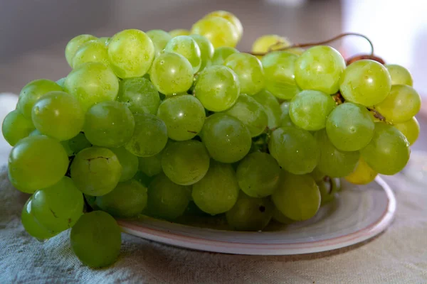 Dojrzała Ekologiczna Winorośl Białych Winogron Bez Morza Włoch Nowe Zbiory — Zdjęcie stockowe