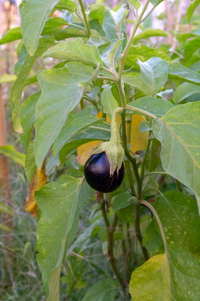 Legumes Saudáveis Jardim Vegetais Berinjela Madura Crescendo Planta Verão — Fotografia de Stock