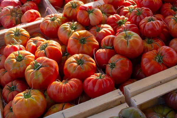 法国南部的蔬菜 夏天在普罗旺斯的当地市场上 农民们在各种蔬菜中有机成熟的西红柿 — 图库照片