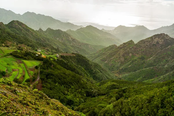 Anaga Ulusal Parkı Nın Yeşil Yamaçları Tenerife Kanarya Adaları Spanya — Stok fotoğraf