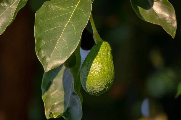 Raccolta Stagionale Avocado Verde Orgaic Avocado Verde Tropicale Che Matura — Foto Stock