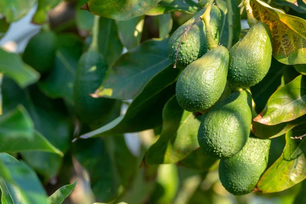 緑の有機アボカドの季節の収穫 大きな木の上に広がる熱帯緑のアボカド — ストック写真