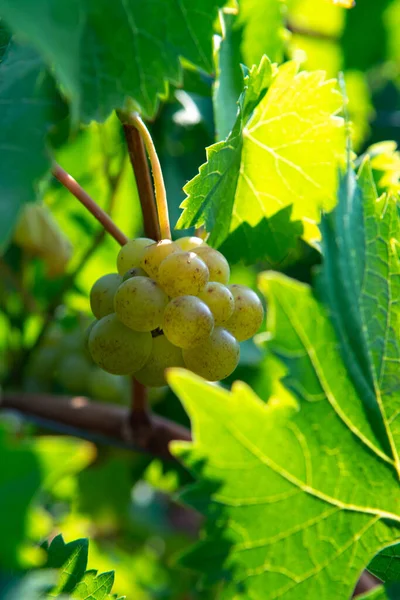 Vino Blanco Maduro Uvas Plantas Viñedo Francia Moscatel Maduro Blanco —  Fotos de Stock