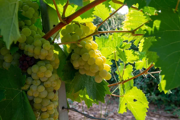 Rijp Witte Wijndruiven Planten Wijngaard Frankrijk Witte Rijpe Muskaatdruif Nieuwe — Stockfoto