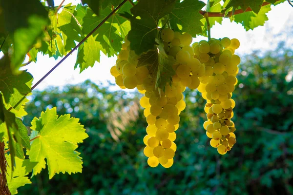 Ripe White Wine Grapes Plants Vineyard France White Ripe Muscat — Stock Photo, Image