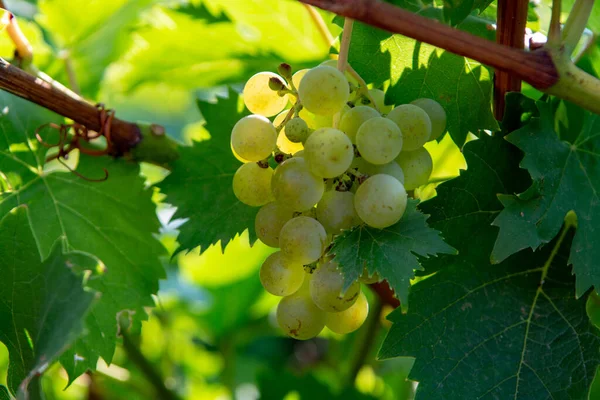 Vins Blancs Mûrs Sur Vignoble France Raisins Musqués Mûrs Blancs — Photo