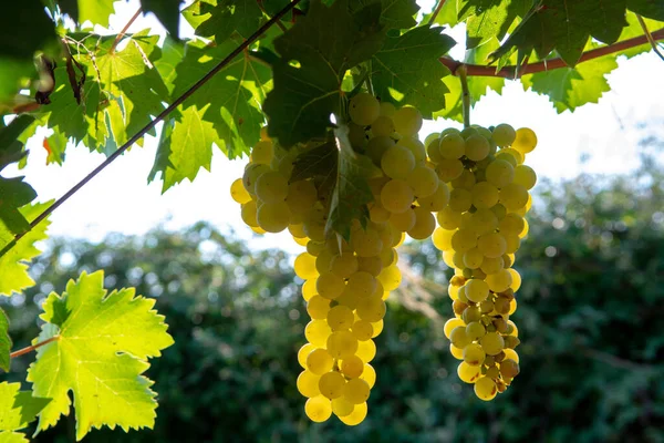 Reife Weißweintrauben Pflanzen Auf Weinbergen Frankreich Weiße Reife Muskatellertrauben Neulese — Stockfoto