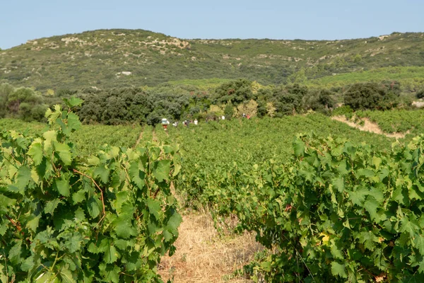 Paisaje Con Trabajadores Recolectando Uvas Blancas Maduras Viñedos Sur Francia — Foto de Stock