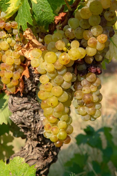 Ripe white wine grapes plants on vineyard in France, white ripe muscat grape new harvest close up