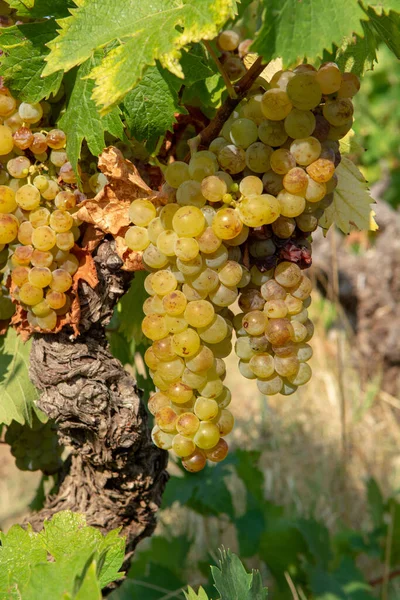 Reife Weißweintrauben Pflanzen Auf Weinbergen Frankreich Weiße Reife Muskatellertrauben Neulese — Stockfoto