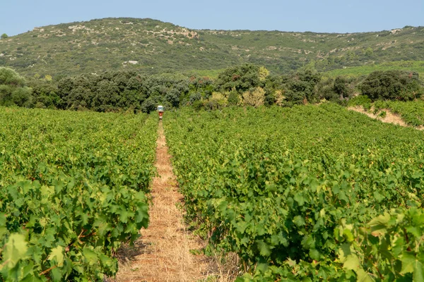 Landschaft Mit Arbeitern Beim Sammeln Reifer Weißweintrauben Pflanzen Auf Weinbergen — Stockfoto