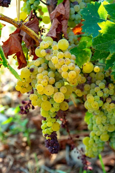 Vinho Branco Maduro Uvas Plantas Vinha França Branco Maduro Muscat — Fotografia de Stock