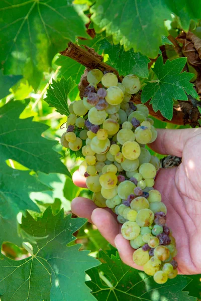 Vins Blancs Mûrs Sur Vignoble France Raisins Musqués Mûrs Blancs — Photo