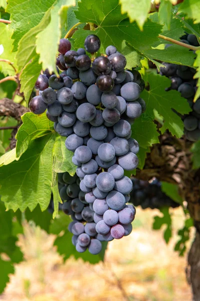フランスの赤とバラのワインブドウの植物 フランスで熟したワインブドウの最初の新しい収穫 コスティエール ニメスAopドメインまたは城のブドウ畑を閉じる — ストック写真