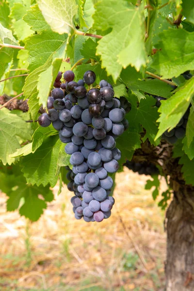 Vino Tinto Rosa Francés Planta Uvas Primera Nueva Cosecha Uva — Foto de Stock