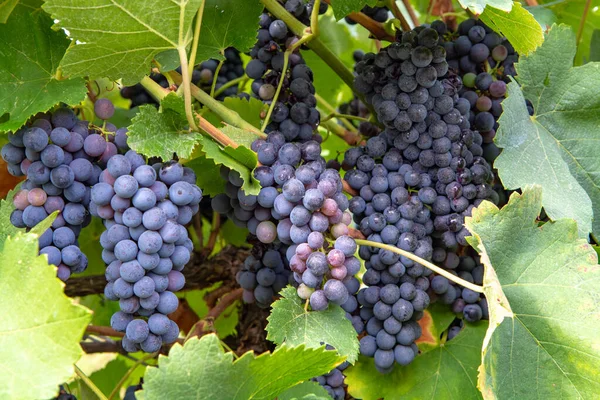Französische Rot Und Rosenweintraubenanlage Erste Neulese Reifer Weintrauben Frankreich Domäne — Stockfoto
