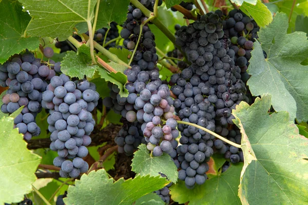 Fábrica Uvas Vinho Tinto Rosa Francês Primeira Nova Colheita Uvas — Fotografia de Stock