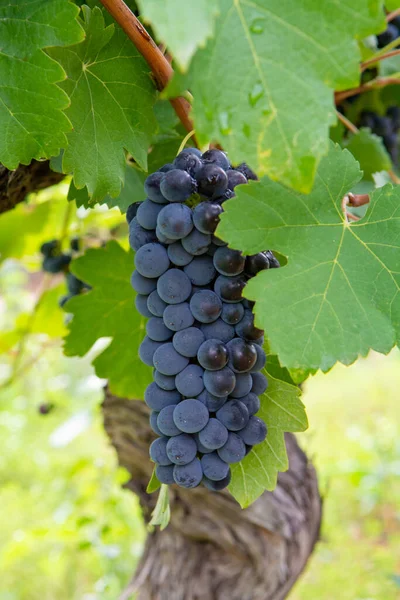 Impianto Francese Uve Vino Rosso Rosato Prima Nuova Vendemmia Uva — Foto Stock