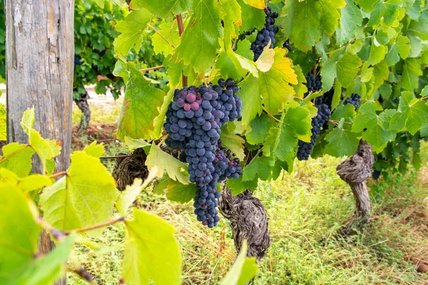 French Red Rose Wine Grapes Plant First New Harvest Ripe — Stock Photo, Image