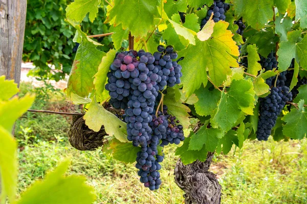 フランスの赤とバラのワインブドウの植物 フランスで熟したワインブドウの最初の新しい収穫 コスティエール ニメスAopドメインまたは城のブドウ畑を閉じる — ストック写真