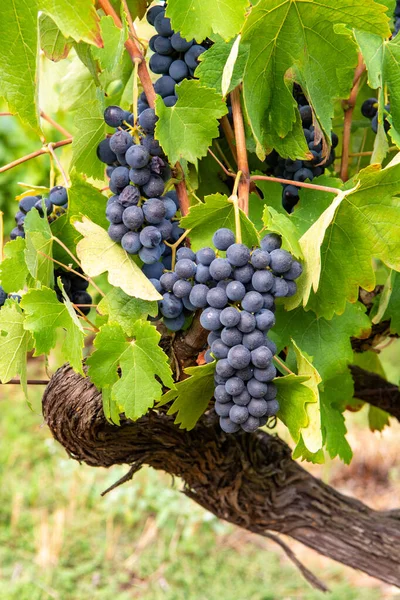 Vino Tinto Rosa Francés Planta Uvas Primera Nueva Cosecha Uva — Foto de Stock