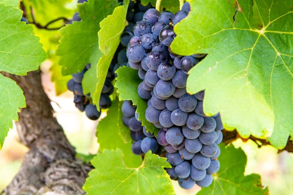 Impianto Francese Uve Vino Rosso Rosato Prima Nuova Vendemmia Uva — Foto Stock