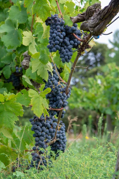 Francuskie Czerwone Różowe Winogrona Pierwsze Nowe Zbiory Dojrzałych Winogron Francji — Zdjęcie stockowe