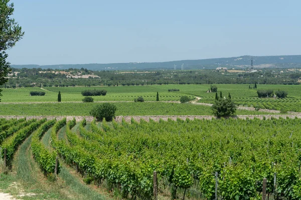 Velké Vinice Řadami Vinných Hroznů Skvělé Vinařské Oblasti Jižní Itálie — Stock fotografie
