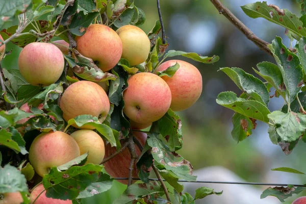 Nová Sklizeň Zdravého Ovoce Zralé Sladké Růžové Jablka Rostoucí Jabloni — Stock fotografie