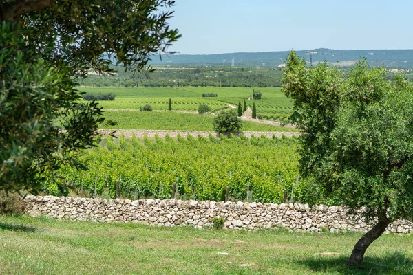 南イタリアの素晴らしいワイン地域でワインブドウの植物の行を持つ大きなブドウ園 Apulia — ストック写真