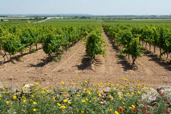 Grandi Vigneti Con Filari Uve Vino Piante Grande Regione Vinicola — Foto Stock