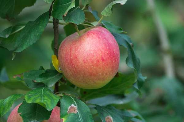 Skörd Friska Frukter Mogna Söta Rosa Äpplen Som Växer Äppelträd — Stockfoto