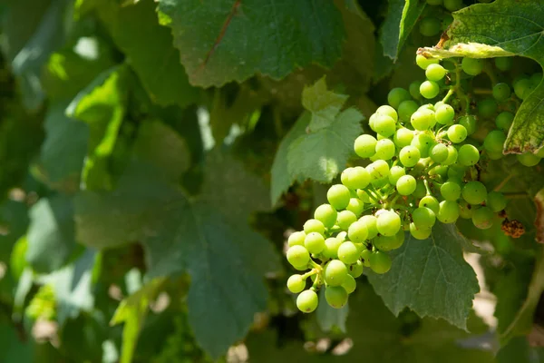 Amadurecendo Uvas Plantas Uvas Vinho Grande Região Vinícola Sul Itália — Fotografia de Stock