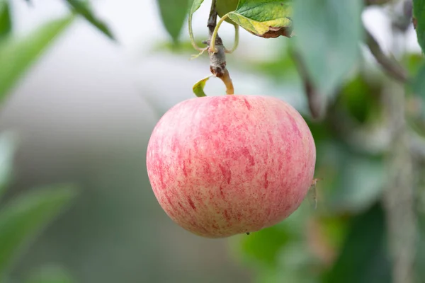 Termés Egészséges Gyümölcsök Érett Édes Rózsaszín Alma Almafa Közeli — Stock Fotó