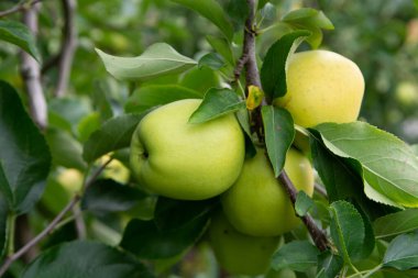Yeni sağlıklı meyve hasadı, olgunlaşmış tatlı yeşil elma elma elması elma ağacında yetişiyor.