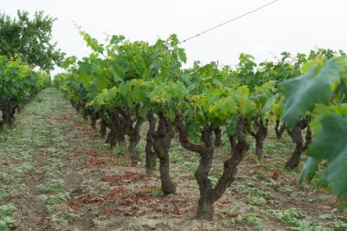 Eski geleneksel Alberello üzüm bağları, Apulia 'da, Güney İtalya' nın Mandurya şehrinin büyük şarap bölgesinde çeşitli ilkel şarap üzümleri yetiştirilir.
