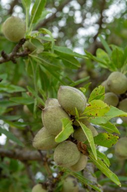 Badem ağacında yetişen yeşil badem fıstıkları