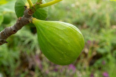 Yazın büyük incir ağacında olgunlaşan meyveler.