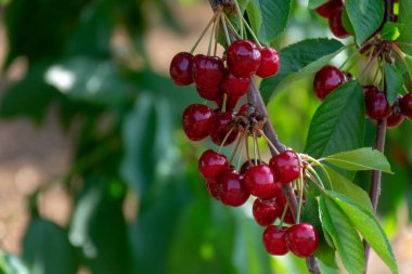 İtalya, Apulia 'da kiraz ağacının başkenti Cipy Turi yakınlarında taze kiraz meyveleriyle kiraz ağacı bahçesi.