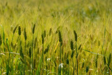 Güneş ışığında olgun altın buğday tarlaları, hasat için hazır, Güney İtalya, gıda arka planı