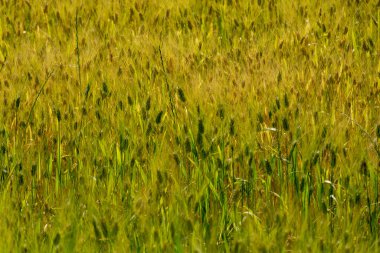 Güneş ışığında olgun altın buğday tarlaları, hasat için hazır, Güney İtalya, gıda arka planı