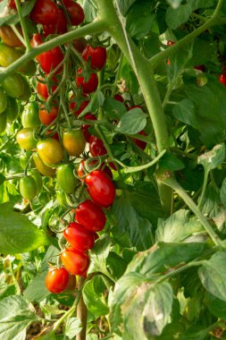 İtalya 'da biyolojik tarım, serada tatlı vişneli domates yetiştirme, Fondi, Lazio, İtalya yakınlarındaki tarımsal bölge