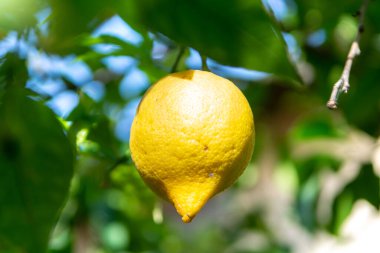 Olgun sarı limonlu narenciye. Limon ağacında sallanan tropik meyve.