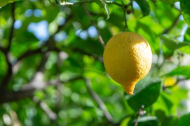 Olgun sarı limonlu narenciye. Limon ağacında sallanan tropik meyve.