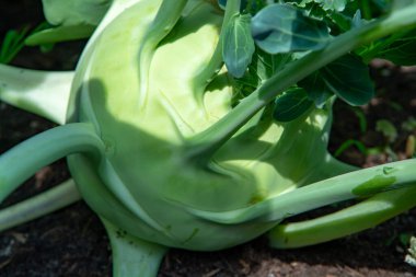 Çiftlik bahçesinde yetişen organik yeşil kohlrabi lahanası, yeni hasat, sağlıklı gıda konsepti